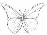 Schmetterling Dekoking Leicht Anleitung Zeichnung Zeichnungen Einfache Schnell Schritt Erkennen Skizze Steine Mal Skizzen Besuchen sketch template