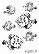 Fish Tropical Coloring Pages Bahamas Color Print Getdrawings Printcolorfun sketch template