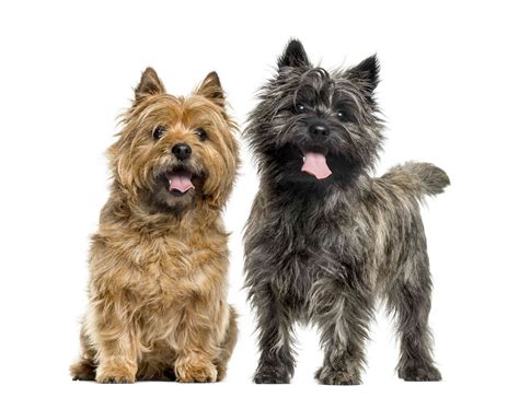 cairn terrier dog breed characteristics care