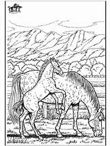 Pferde Ausmalbilder Malvorlagen Wild Pferd Caballo Coloriage Ausdrucken Cheval Cavalli Ausmalen Paard Fohlen Caballos Cavalos Cavallo Malvorlagenkostenlos Wildpferde Colorare Animaux sketch template
