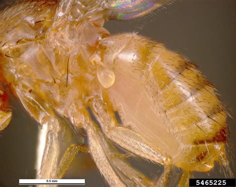Common Fruit Fly Drosophila Melanogaster Diptera Drosophilidae