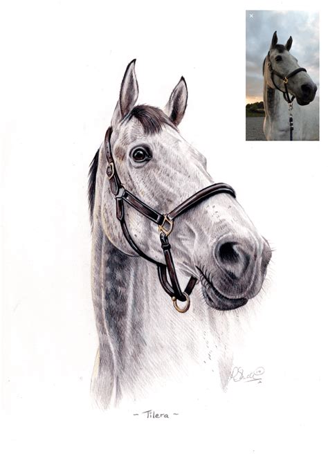 horse drawing commission hand drawn portraits