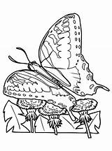 Vlinders Papillon Schmetterlinge Ausmalbilder Malvorlage Vlinder Maak Persoonlijke Stemmen Coloriages Stimmen sketch template