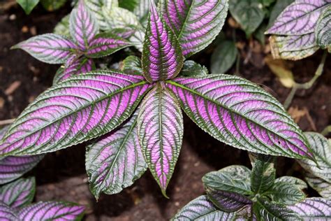 mengenal daun ungu obat wasir alami manfaat  kandungan herbalismart