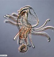 Afbeeldingsresultaten voor "actinotrocha Pallida". Grootte: 176 x 185. Bron: cifonauta.cebimar.usp.br