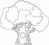 Tree Coloring Pages Oak Colouring Family Printable Trunk Big Drawing Banyan Outline Simple Life Color Clipart Trees Leaves Without History sketch template