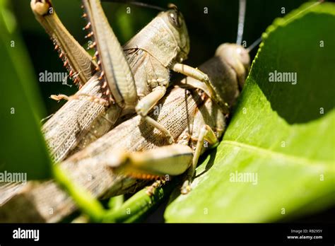 Hedge Grasshoppers Valanga Irregularis In A Mating Position The