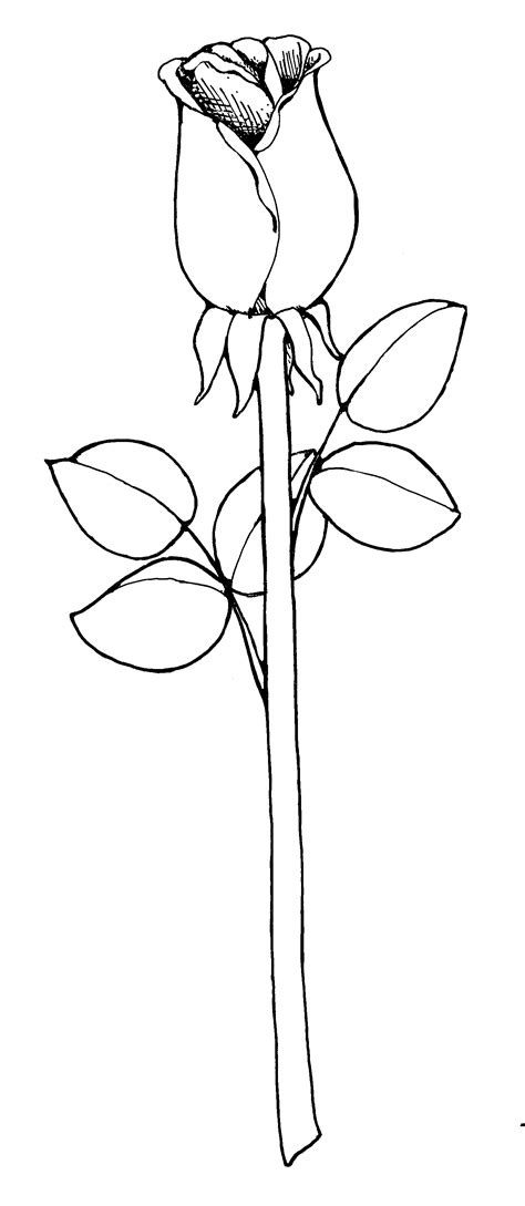 rose  stem drawing  getdrawings