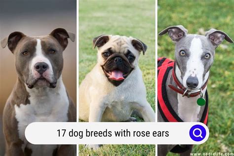 dog breeds  rose ears  oodle life