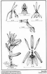 Epidendrum Dodson 1989 Difforme Bennettii Group sketch template