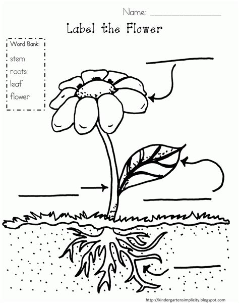 parts   plant coloring page coloring home
