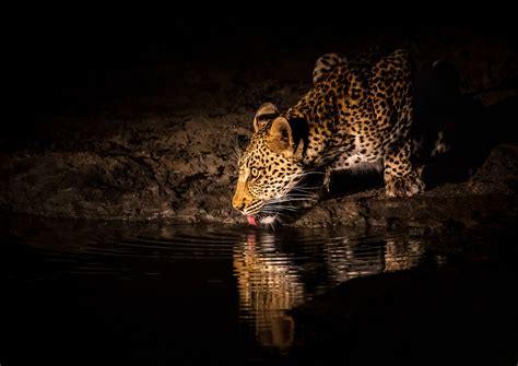 tips  photograph wildlife   night safari  africa nature ttl
