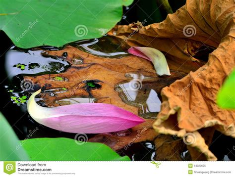 lotus flower stock image image of buddhist asian artistic 44023605