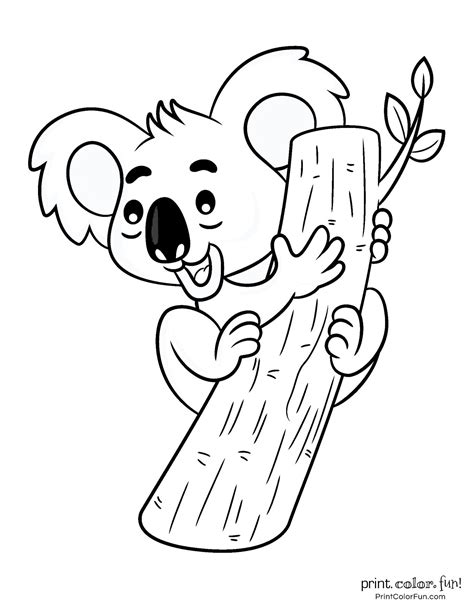 cute koala coloring pages print color fun