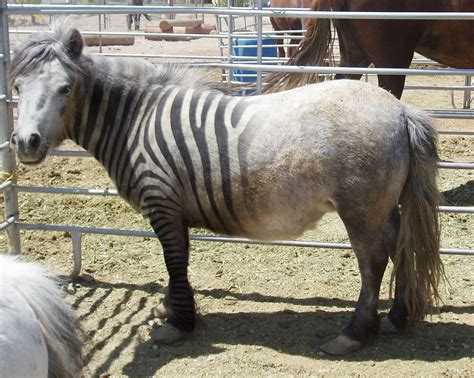 zorse hybrid  horse  zebra  fo flickr