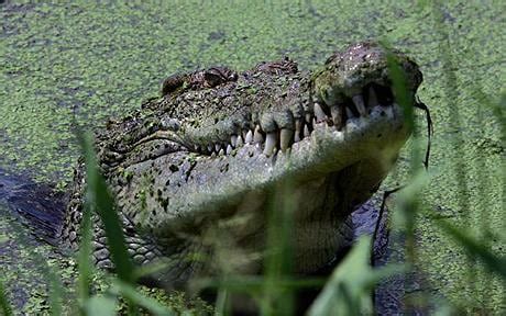 parents  boy killed  crocodile dont  animal   killed