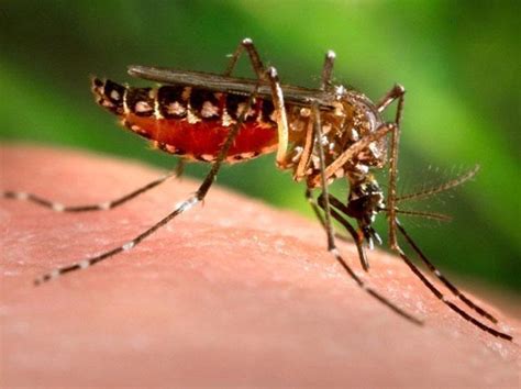 dengue fever  symptoms prevention