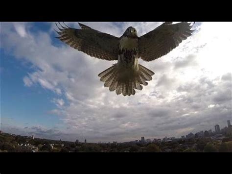 hawk attacks drone  cambridge mass youtube