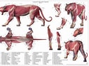Image result for Snow Leopard Anatomy. Size: 126 x 93. Source: www.junsanatomy.com
