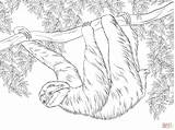 Sloth Toed Paresseux Sloths sketch template