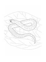 Snake Coloring Hognose Gopher sketch template