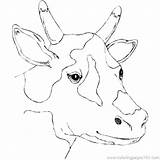 Coloring Cow Pages Realistic Getcolorings sketch template