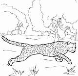 Cheetah Coloring Pages Printable Running Realistic Ocelot Baby Cartoon Colouring Grassland Drawing Color Sheet Getdrawings Getcolorings Line Print Colorings Grass sketch template