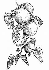 Coloring Apricots sketch template