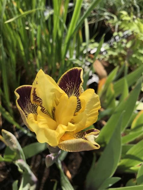 iris germanica nibelungen  bijzondere vaste planten kopen drachten