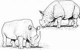 Coloring Pages Rhino Yak Rhinos Rhinoceros Animals Gif Pair Library Clipart Comments sketch template