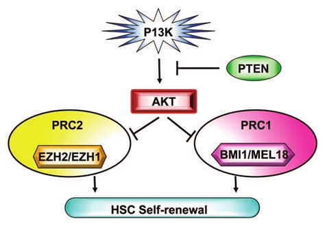 pi3k akt signaling regulates polycomb group protein and hematopoietic