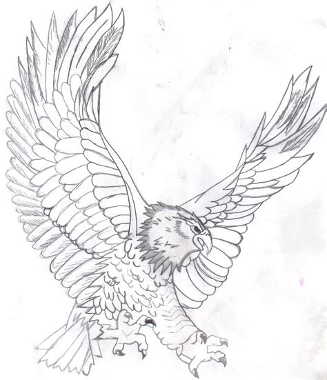 bald eagle head drawing  getdrawings