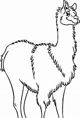 Llama Coloring Pages Outline Drawing Clip Clipart Cartoon Print Cliparts Template Color Clipartbest Library Animal Getdrawings Alpaca sketch template
