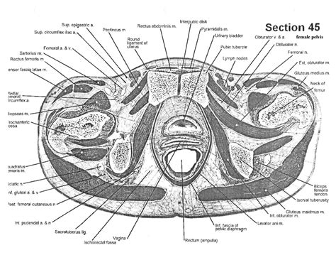 cross section anatomy