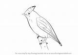 Waxwing Drawing Draw Birds Step Tutorials Drawingtutorials101 Choose Board sketch template