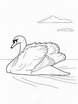 Coloring Pages Swan Birds Swans Print sketch template