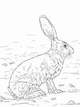 Jackrabbit Tailed Rabbit Lepre Lepri Liebre Hase Ausmalbild Supercoloring Animali Mammiferi Hare Negra Meglio Hares Malbilder sketch template