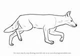 Wolf Draw Ethiopian Drawing Step Animals Wild Tutorials Drawingtutorials101 sketch template