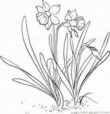 Daffodil Jonquille Narcissus Daffodils Colorat Narcise Narzisse Coloriage Flori Planse Malvorlagen Ausmalbilder Malvorlage Primavara Narcisa 塗り絵 Desene Supercoloring Lent Pseudonarcissus sketch template