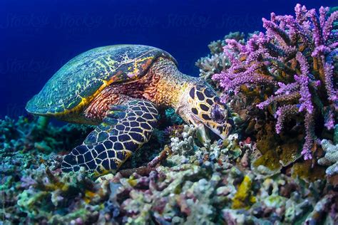 sea turtle eating coral underwater   reef  soren egeberg stocksy