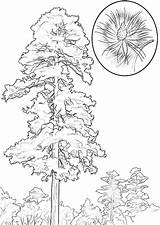 Pine Coloring Tree Pages Drawing Trees Red Cedar Line Printable Cone Clipart Getdrawings Coconut Popular Coloringtop Categories sketch template