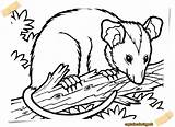 Coloring Possum Plus Google Twitter Opossum Animals Pages sketch template