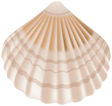 sea shell png   cliparts  images  clipground