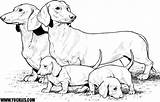 Coloring Dachshund Print sketch template
