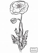 Poppy California Poppies Getdrawings Drawing Coloring Pages sketch template