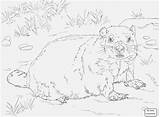 Hog Coloring Pages Wild Getcolorings Ground sketch template