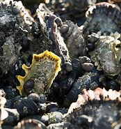 Afbeeldingsresultaten voor Japanse oester Klasse. Grootte: 174 x 185. Bron: deoesterfabriek.nl