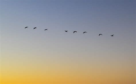in the delta sandhill cranes at sunset