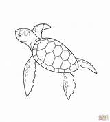 Turtle Getdrawings Hawksbill Endangered sketch template