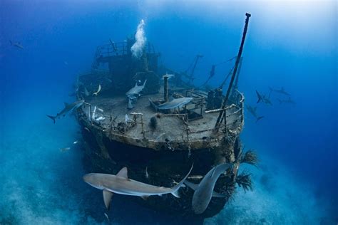 top  wreck dives   bahamas